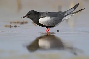 Nature Photography Birds Prints: White-winged Tern