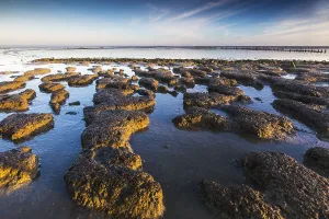 Low Tide Mudflats Europe Prints: Wierumerwad, Waddenzee