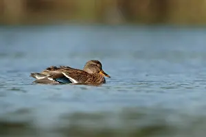 Wilde Eend; Mallard