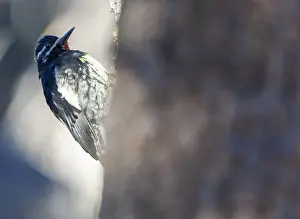 Williamsons Sapsucker Print - Yosemite NP Tree Cling
