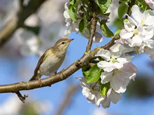 Natural Environment Wildlife Pictures Prints: Willow Warbler, Philloscopus trochilus