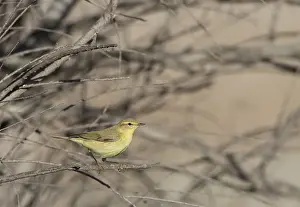 Migrant Birds In Europe Prints: Willow Warbler, Phylloscopus trochilus