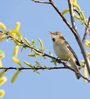 Willow Warbler Prints: Willow Warbler, Phylloscopus trochilus