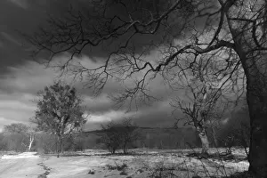 Black And White Winter Landscape Prints: Winter