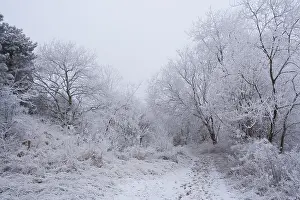 Snowy Forest Europe Prints: wit bos; white forest