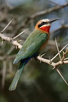 Bee Eater Perched Prints: Witkapbijeneter, White-fronted Bee-eater, Merops bullockoides