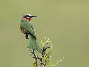 Kruger National Park Birds Prints: Witkapbijeneter, White-fronted Bee-eater, Merops bullockoides