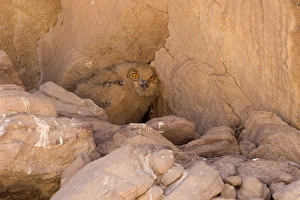 Woestijnoehoe, Pharao Eagle-Owl, Bubo ascalaphus