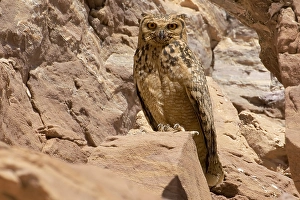 Raptor Wildlife Photography Prints: Woestijnoehoe, Pharao Eagle-Owl, Bubo ascalaphus