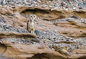 Africa Bird Species Prints: Woestijnoehoe, Pharaoh Eagle-Owl, Bubo ascalaphus ascalaphus