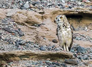 Africa Bird Species Prints: Woestijnoehoe, Pharaoh Eagle-Owl, Bubo ascalaphus ascalaphus