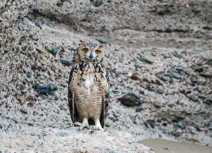 Middle East Wildlife Prints: Woestijnoehoe, Pharaoh Eagle-Owl, Bubo ascalaphus ascalaphus