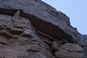 Morocco Wildlife Prints: Woestijnoehoe, Pharaoh Eagle-Owl, Bubo ascalaphus