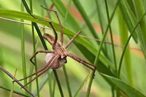Framed Print : Wolf Spider with Egg Sack Print
