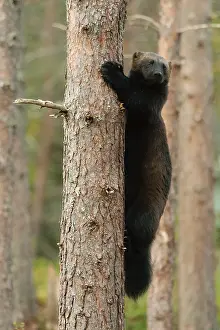 Scandinavian Fauna Images Prints: Wolverine, Gulo gulo