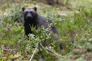 Northern Europe Mammal Prints: Wolverine, Gulo gulo
