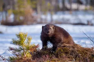 Framed Print : Wolverine Print, Gulo gulo Framed Print : Wolverine Print, Gulo gulo