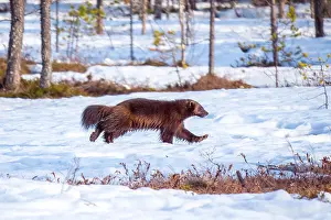 Framed Print : Wolverine Print: Gulo gulo in Snowy Landscape Framed Print : Wolverine Print: Gulo gulo in Snowy Landscape