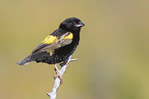 Western Cape Nature Photography Prints: Yellow Bishop, Euplectes capensis