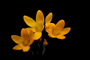 Spring Blooms Nature Prints: Yellow crocus, Crocus flavus