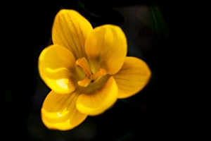 Yellow Crocus Print, a botanical illustration of Crocus flavus
