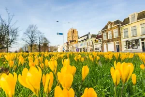Garden Plants Prints: Yellow crocus, Crocus flavus