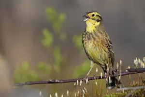 Yellowhammer Bird Prints: Yellowhammer