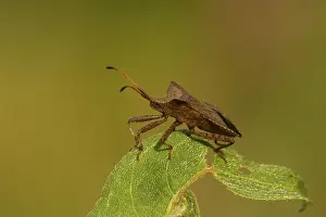 Coreus Marginatus Prints: Zuringrandwants, dock bug, Coreus marginatus