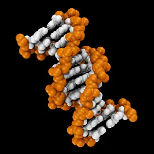 DNA Structure Prints: 3D DNA Molecule