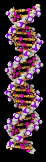 DNA Structure Prints: 3D DNA Molecule