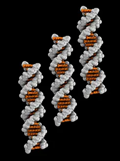 DNA Structure Prints: 3D DNA Molecule