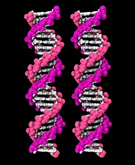 DNA Structure Prints: 3D DNA Molecule