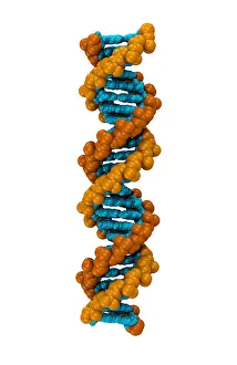 DNA Structure Prints: 3D DNA Molecule
