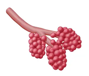 Alveoli Print: High-Resolution Illustration of Lung Air Sacs