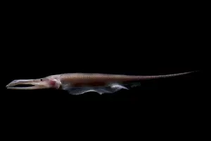 Amazon River Fish Prints: Amazon River fish