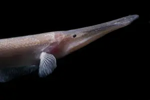 Deep Water Amazon River Print of a Bent Jaw Knife Fish
