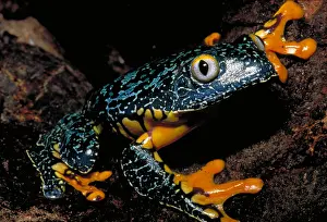 Tree Dwelling Animals Prints: Amazonian leaf frog