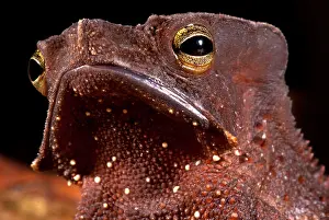 South American Frogs Prints: Amazonian Leaf Toad