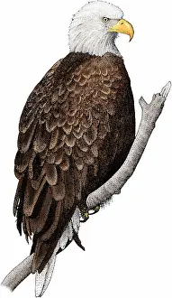 Haliaeetus Leucocephalus Pictures Prints: American bald eagle