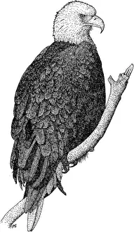 American Bald Eagle Illustration Prints: American Bald Eagle