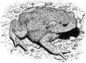 Framed Print : American Toad Pen and Ink Print Framed Print : American Toad Pen and Ink Print