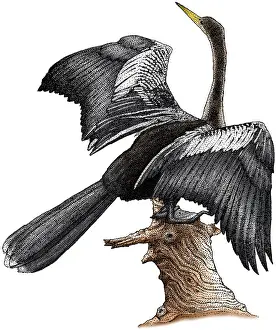 Anhinga Anhinga Print
