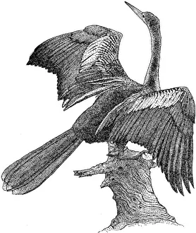 Water Animals Pictures Prints: Anhinga