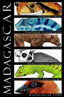 Animals of Madagascar