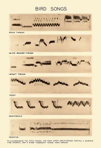 Prints of Spectrograms of various sounds made by birds. From top to bottom, wood thrush, olive-backed thrush, hermit thrush, veery, nightingale, and rooster Animals Prints: Spectrogram Print of Bird Songs