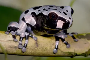 Central American Frogs Prints: Anotheca spinosa