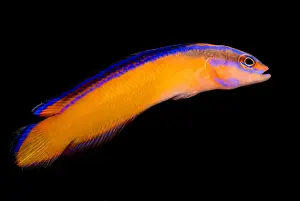 Tropical Fish Species Prints: Arabian Pseudochromis