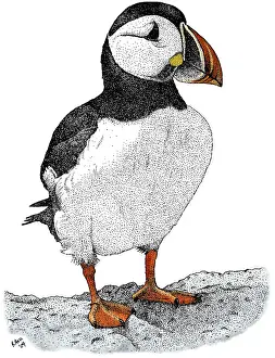 Atlantic Puffin Colorized Print