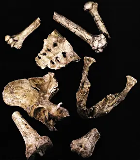 Australopithecus Afarensis Prints: Australipithecus Afarensis