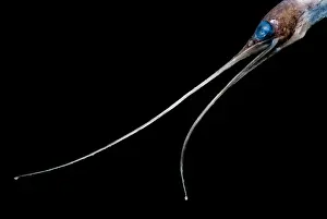 Tropical Fish Species Prints: Avocet Eel